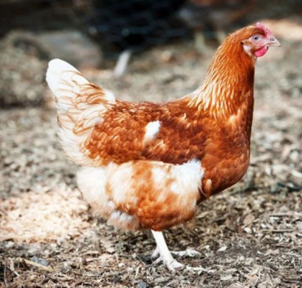 Rokers Lohmann Hen 3 Rokers Lohmann Hen