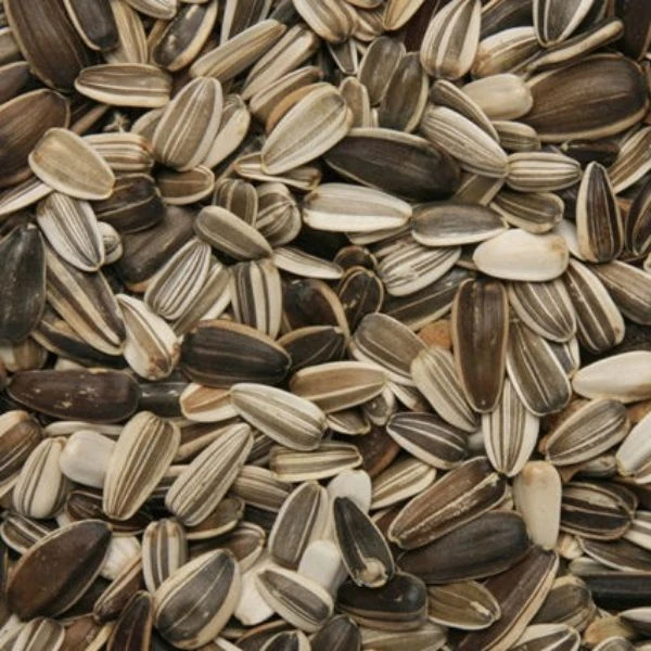 Medium Sunflower Seed 12.75kg 3 Medium Sunflower Seed 12.75kg
