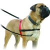 Company Of Animals Halti Harness Large -PetHaven Sales Store 0002444 company of animals halti harness large 600