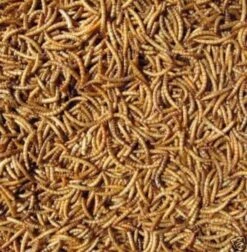 Mealworms 12.5kg