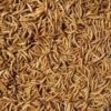 Mealworms 5kg -PetHaven Sales Store 0006623 mealworms 5kg 600