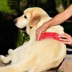 Strip Hair Gentle Groomer Dog & Cat Red -PetHaven Sales Store 0010194 strip hair gentle groomer dog cat red