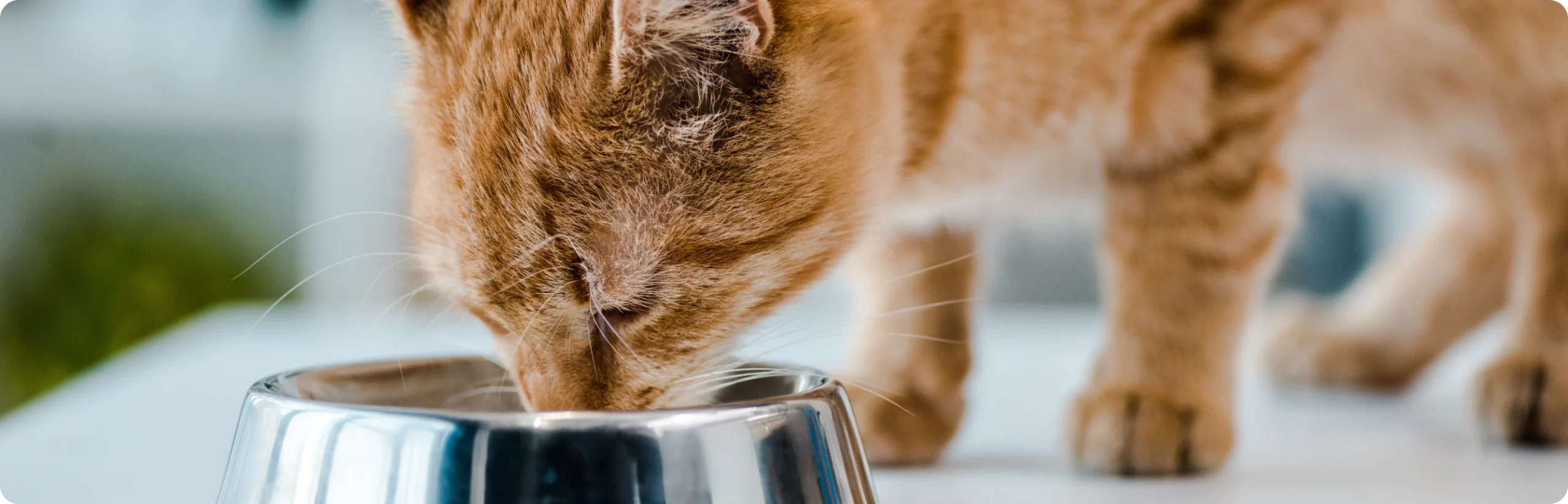 Front Page -PetHaven Sales Store banner247 scaled