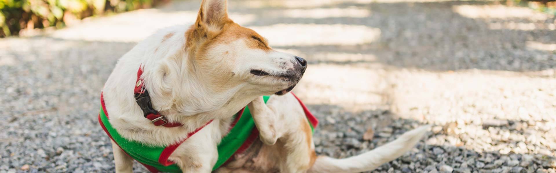 Front Page -PetHaven Sales Store banner275